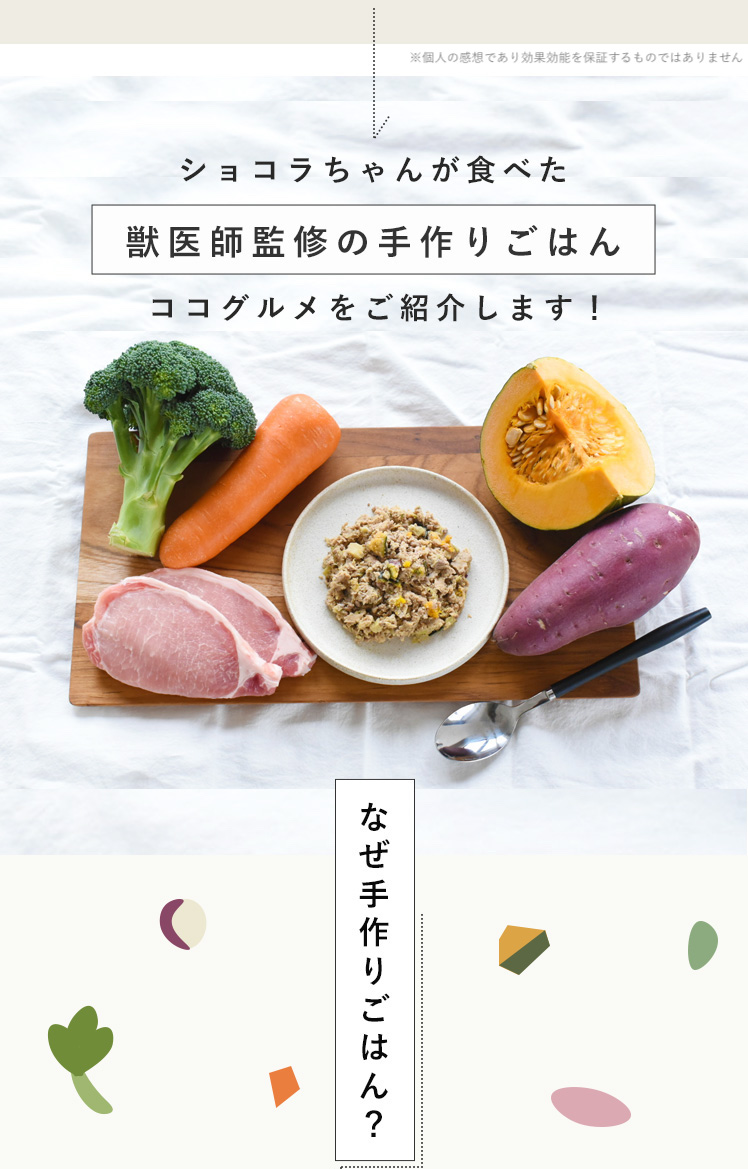 ショコラちゃんも美味しく食べた獣医師監修の手作りごはん、ココグルメを紹介します