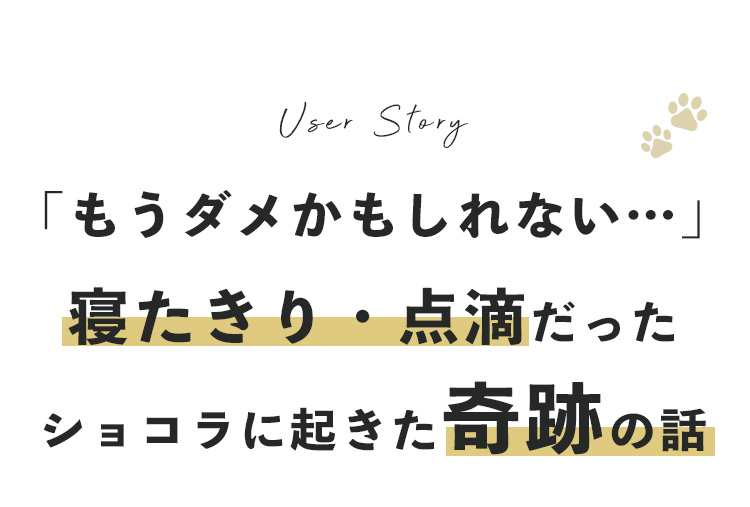 もうダメかもしれない…寝たきり・点滴だったショコラに起きた奇跡の話