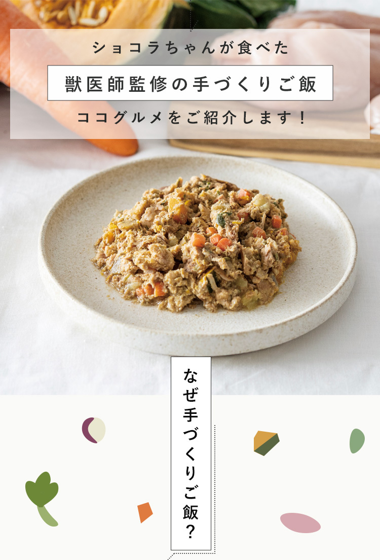 ショコラちゃんも美味しく食べた獣医師監修の手作りごはん、ココグルメを紹介します
