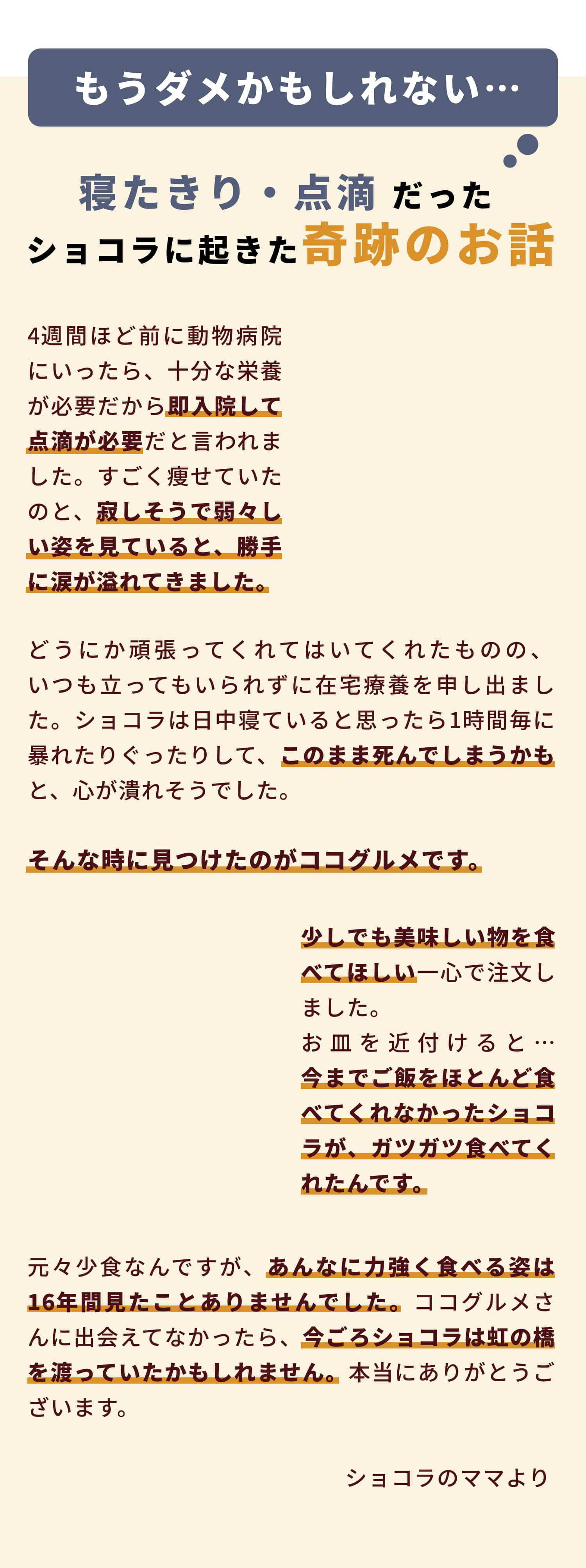 もうダメかもしれない…寝たきり・点滴だったショコラに起きた奇跡の話