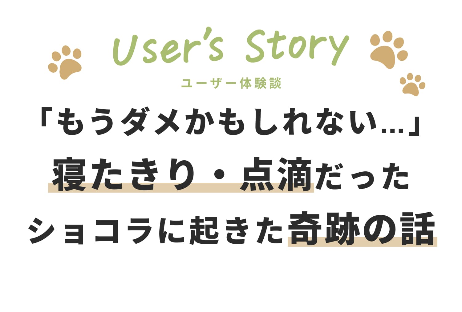 もうダメかもしれない…寝たきり・点滴だったショコラに起きた奇跡の話