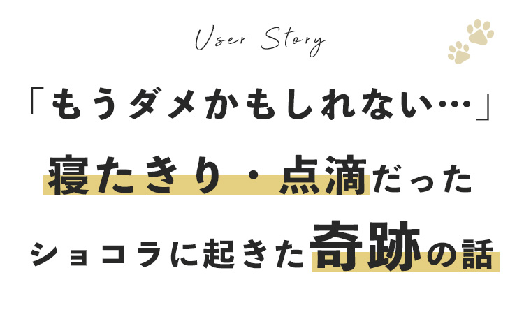もうダメかもしれない…寝たきり・点滴だったショコラに起きた奇跡の話